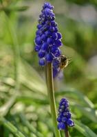 abeille sur fleurs dans printemps photo