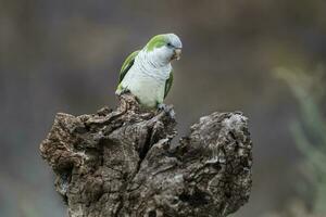 perruche, dans jungle environnement, la pampa, patagonie, Argentine photo