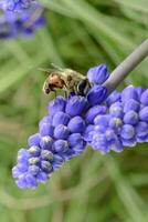 abeille sur fleurs dans printemps photo