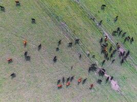 vaches aérien voir, buenos aires, argentine photo