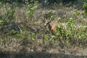 le marais cerf, pantanal Brésil photo