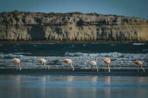 flamants roses troupeau, patagonie, Argentine photo