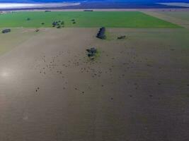 du boeuf production ,naturel herbe, pampa, Argentine photo