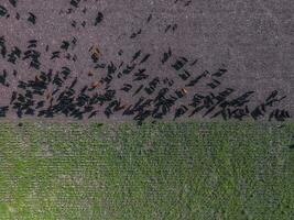 vaches aérien voir, buenos aires, argentine photo