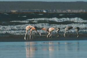 flamants roses troupeau, patagonie, Argentine photo