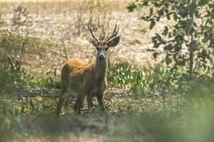 le marais cerf, pantanal Brésil photo