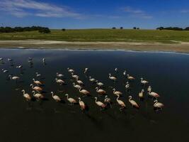 flamants roses dans la pampa, Argentine photo