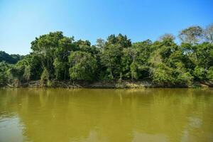 pantanal forêt écosystème, mato grossièrement, Brésil photo