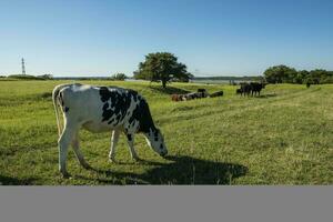 vaches dans pampa paysage, patagonie photo