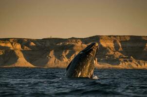 baleine sauter dans péninsule valdes,, patagonie, Argentine photo