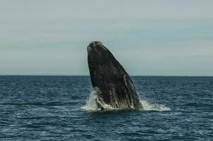 baleine sauter dans péninsule valdes,, patagonie, Argentine photo