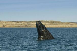 baleine sauter dans péninsule valdes,, patagonie, Argentine photo