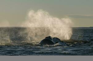 baleine respiration, péninsule valdes,, patagonie, Argentine photo