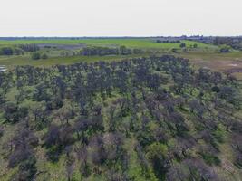 forêt dans pampa, Argentine photo