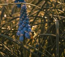 abeille sur fleurs dans printemps photo