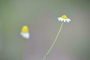 sauvage fleurs, la pampa. patagonie, Argentine photo