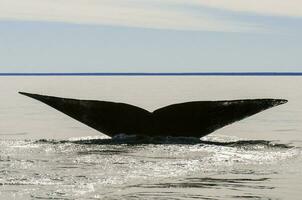 baleine queue dans péninsule valdes,, patagonie, Argentine photo