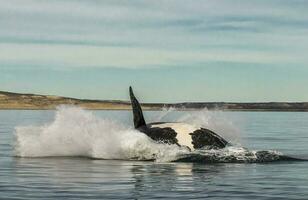 baleine sauter dans péninsule valdés, porto Madryn, patagonie, Argentine photo