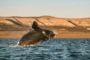 baleine sauter dans péninsule valdes,, patagonie, Argentine photo