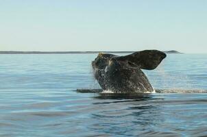 baleine sauter dans péninsule valdes,, patagonie, Argentine photo