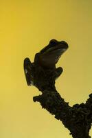 grenouille, la pampa, Argentine photo