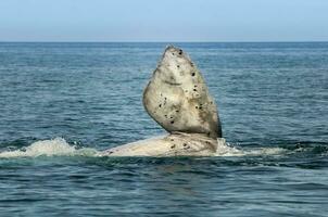 baleine pectoral ailette, péninsule valdes,, patagonie, Argentine photo