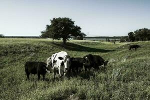 vaches à le coucher du soleil dans la pampa, Argentine photo