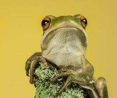 grenouille, la pampa, Argentine photo