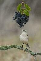 blanc bagué oiseau moqueur, patagonie, Argentine photo