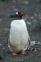 gentoo pingouin, hannah indiquer, antartique photo