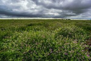 rural paysage orageux, buenos aires Province , Argentine photo