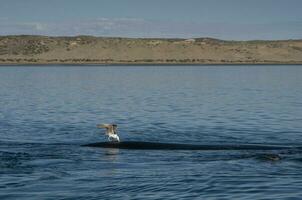 mouette piqûre droite baleine, péninsule valdes,, patagonie, Argentine photo