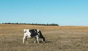 laitier vaches dans pampa paysage, patagonie photo