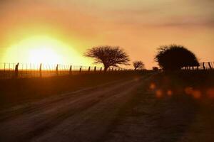 le coucher du soleil dans le champ, la pampa, Argentine photo