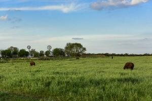 bœufs élevé avec Naturel herbe, buenos aires, argentine photo