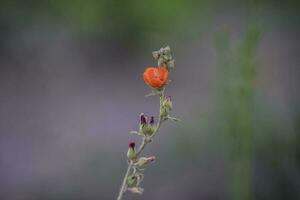 sauvage fleurs, la pampa. patagonie, Argentine photo