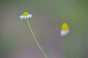 sauvage fleurs, la pampa. patagonie, Argentine photo