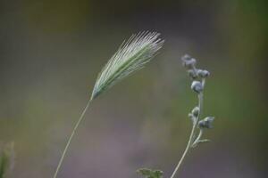 sauvage fleurs, la pampa. patagonie, Argentine photo