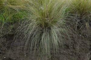 herbe dans campagne pampa Argentine photo