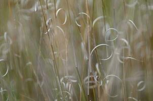 herbe texture abstrait motifs, explorant le essence de distrait prairie photo