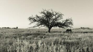 cheval et solitaire arbre dans pampa paysage photo