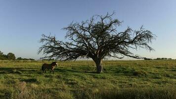 cheval et solitaire arbre dans pampa paysage photo