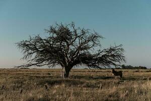 cheval et solitaire arbre dans pampa paysage photo