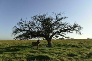 cheval et solitaire arbre dans pampa paysage photo