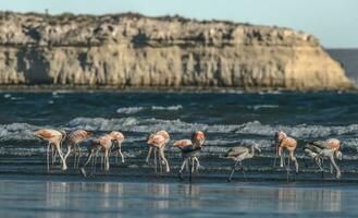 troupeau de flamants roses avec falaises dans le arrière-plan, patagonie photo