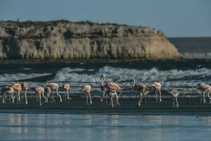 troupeau de flamants roses avec falaises dans le arrière-plan, patagonie photo