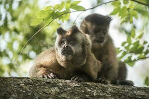 marron rayé huppé capucin singe, amazone jungle, Brésil photo