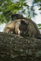 marron rayé huppé capucin singe, amazone jungle, Brésil photo