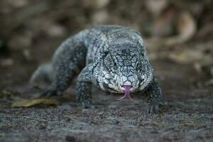 argentin noir et blanc tegu Lézard, Pantanal, Brésil photo