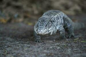 argentin noir et blanc tegu Lézard, Pantanal, Brésil photo